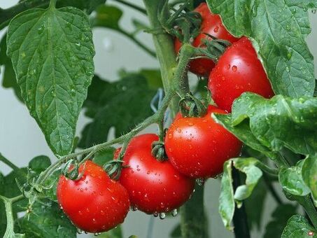 Купить свежие помидоры в Воронеже – лучшие цены на сельхозпродукцию.