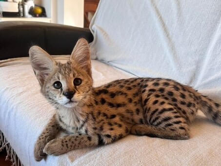 African Serval Kittens