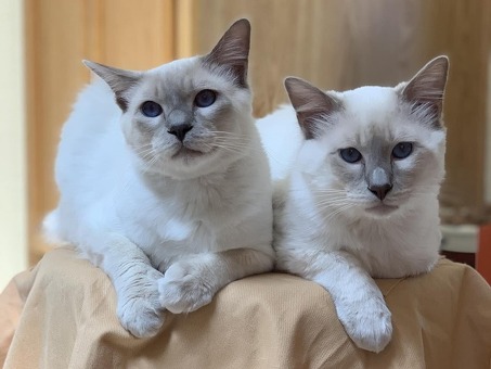 Balinese Kittens