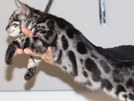 Snow/Silver/Charcoal/Brown Bengal Kittens
