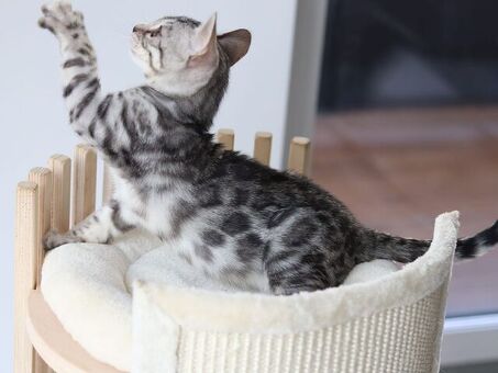 Snow/Silver/Charcoal/Brown Bengal Kittens