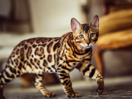 Snow/Silver/Charcoal/Brown Bengal Kittens
