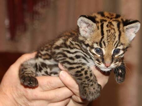 Ocelot Kittens