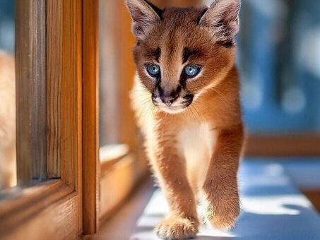 Caracal Kittens