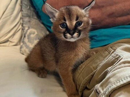 Caracal Kittens