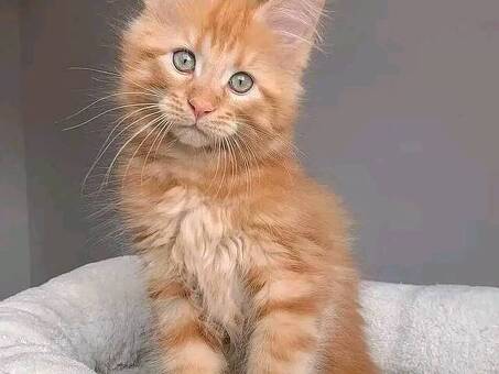 Maine Coon Kittens