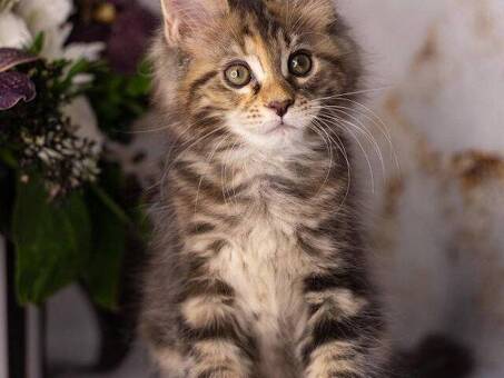 Maine Coon Kittens