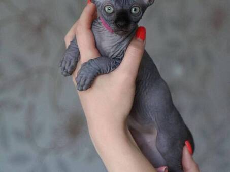 Sphynx Kittens