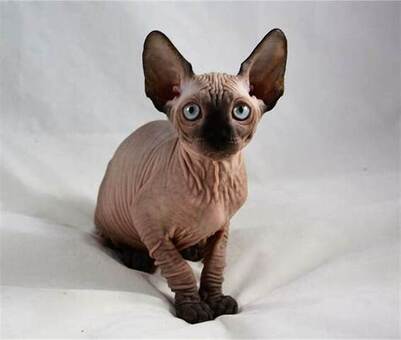 Sphynx Kittens